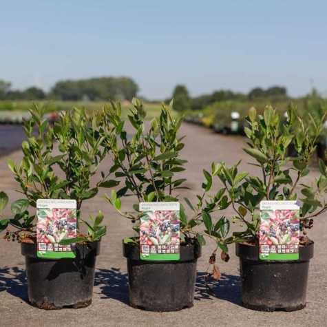 Aronia Melanocarpa 'Hugin' Chokeberry