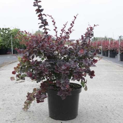 Berberis Ottawensis 'Superba'