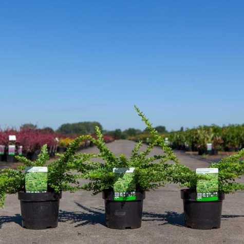 Berberis Thunbergii 'Green Carpet'