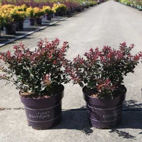 Berberis Thunbergii 'Cabernet' First Editions