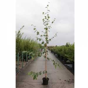 Betula Utilis 'Jacquemontii' Himalayan Birch 100cm-125cm  15ltr