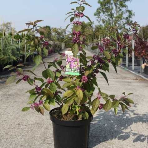 Callicarpa Bodinieri 'Profusion' Beauty Berry