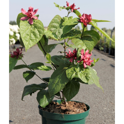 Calycanthus raulstonii 'Hartlage Wine' Sweetshrub