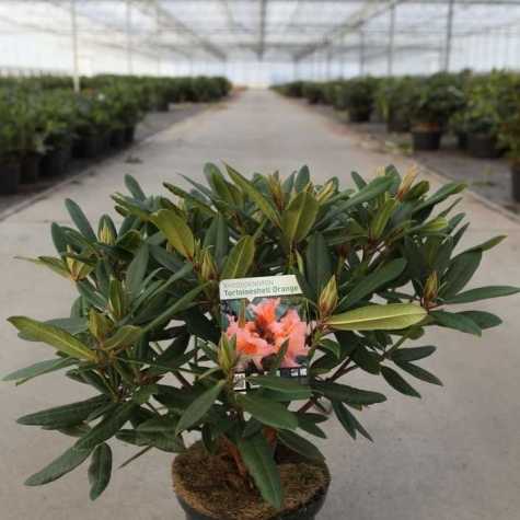 Rhododendron Hybrid 'Tortoiseshell Orange'