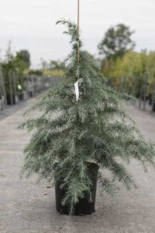 Cedrus Deodara