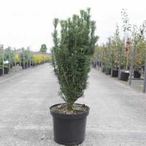 Cephalotaxus Harringtonia 'Fastigiata'