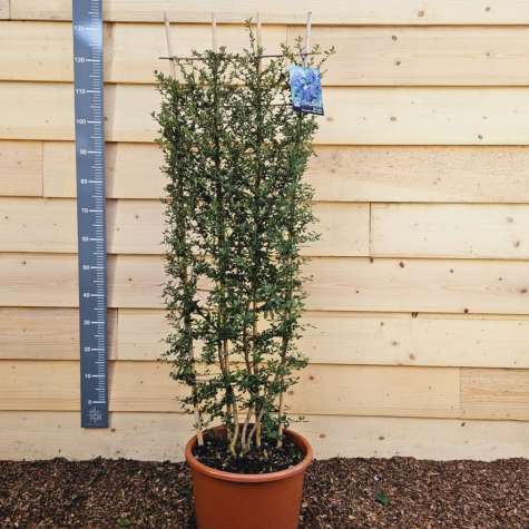 Ceanothus Impressus Italian Skies Trellis Climber 20 Ltr (Californian Lilac)