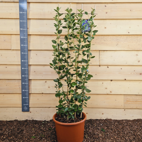 Ceanothus Arboreus Trewithan Blue (Californian Lilac) Trellis Climber 20ltr