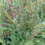 Taxus baccata (English Yew)