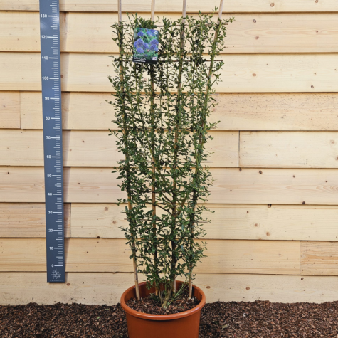 Ceanothus Thyrsiflorus Concha Trellis Climber 20 Ltr (Californian Lilac)