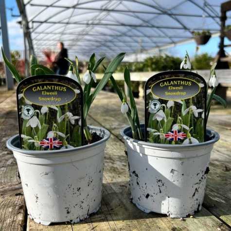 Galanthus Elwesii - Snowdrop potted bulbs