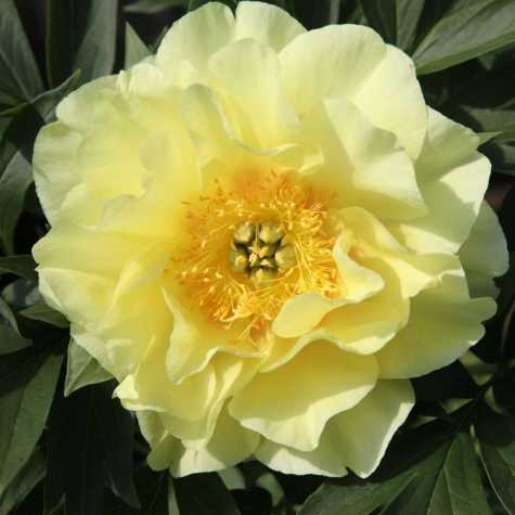 Peony (Paeonia) ITOH Intersectional Bartzella