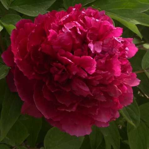 Peony (Paeonia) Suffruticosa Chinese Tree Peony Bai Yuan Hong Xia