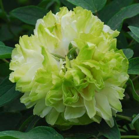 Peony (Paeonia) Suffruticosa Chinese Tree Peony Lu Mu Ying Yu