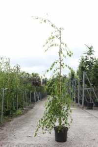 Silver Birch Betula Pendula Youngii