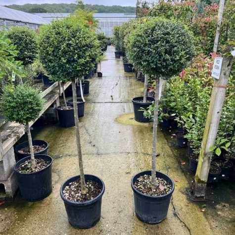 Ligustrum Delavayanum 1/2 Standard