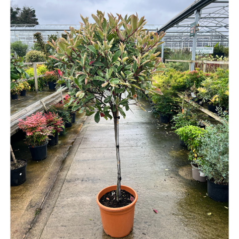 Photinia Fraseri Pink Marble 1/2 Standard