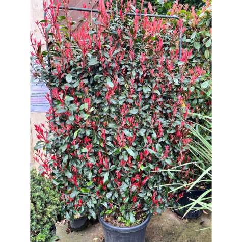 Photinia Fraseri Red Robin Robusta Compacta 100cm x 150cm Metal Pleached Frame