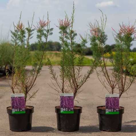 Tamarix Ramosissimia Rubra Tamarisk