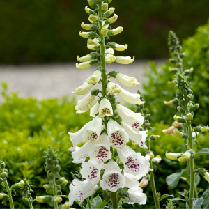 Digitalis Dalmatian White (Foxglove)