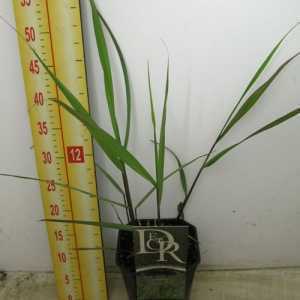 Panicum Virgatum Squaw Ornamental Grass 2ltr