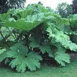 Gunnera Manicata (Giant Rhubarb)