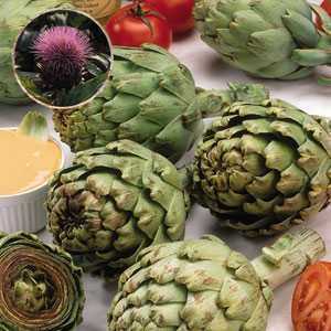 Artichoke Globe Cardunculus 3 Per Pack