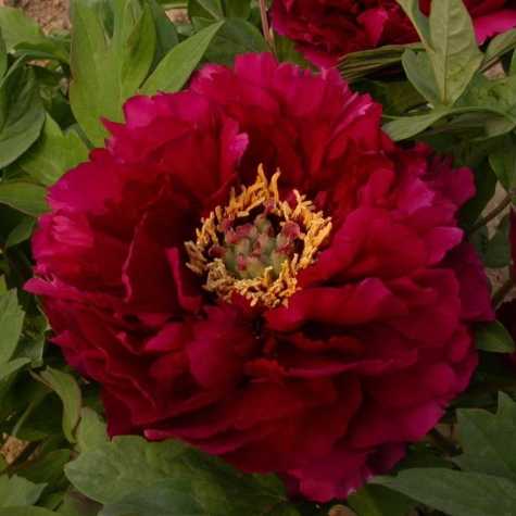 Peony (Paeonia) Suffruticosa Chinese Tree Peony Mo Run Jue Lun