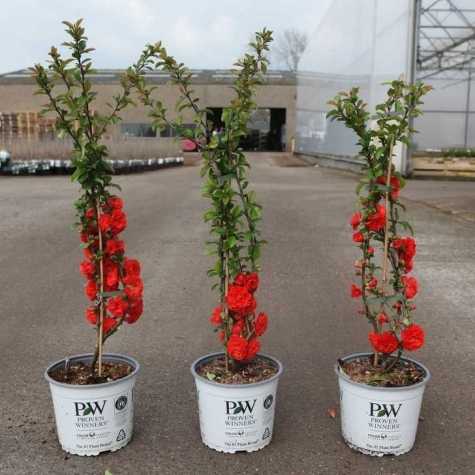 Chaenomeles Speciosa Orange Storm Thornless Proven Winners