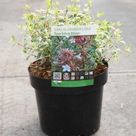 Abelia Grandiflora Sparkling Silver