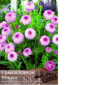 Dahlia Pompon Bulbs Pink Isa 1 Per Pack