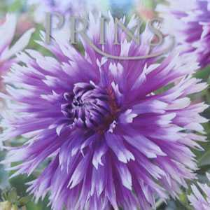 Dahlia Semi-Cactus Bulbs Table Dancer 1 Per Pack