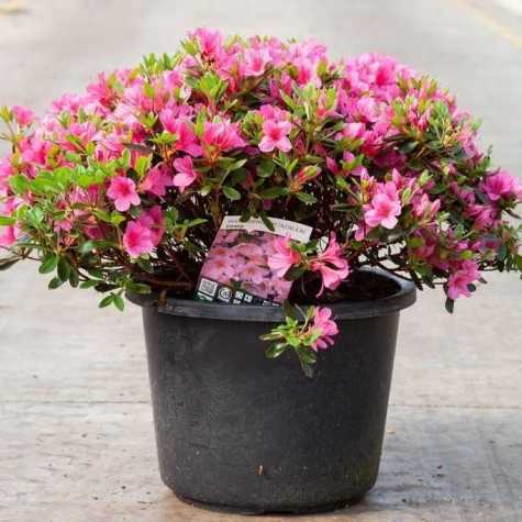 Azalea Japonica Conny