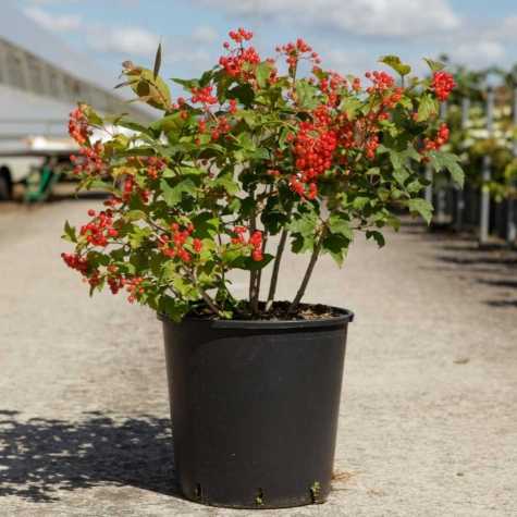 Viburnum opulus 'Compactum'