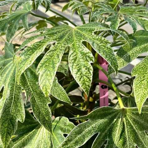 Fatsia Japonica Spider's Web Japanese Aralia