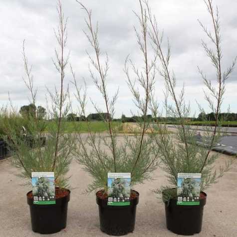 Tamarix Ramosissima  'Hulsdonk White'