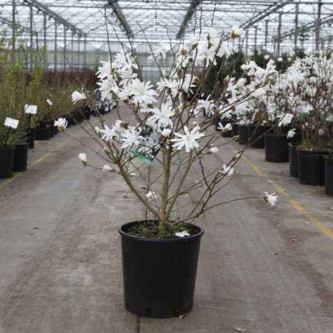 Magnolia Stellata (Star Magnolia)