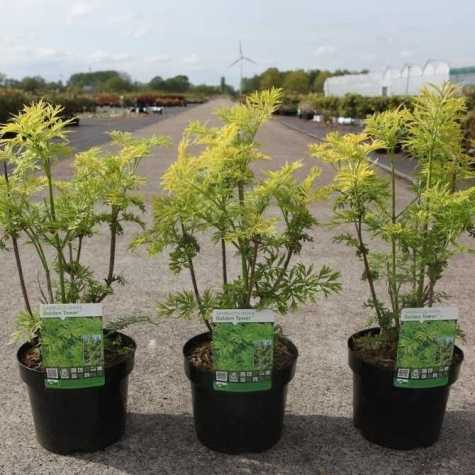 Sambucus Nigra Golden Tower