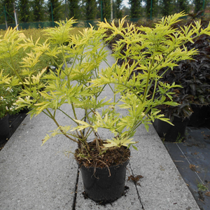 Sambucus Racemosa Sutherland Gold European Red Elder