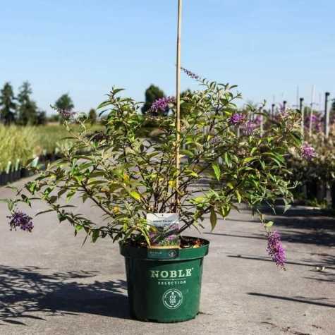 Buddleia (Buddleja) ARGUS 'Velvet'