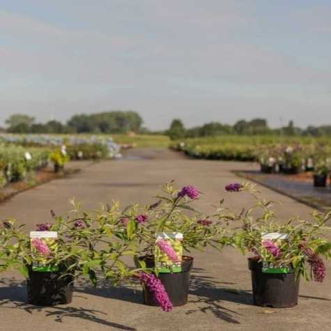 Buddleia (Buddleja) 'Santana'