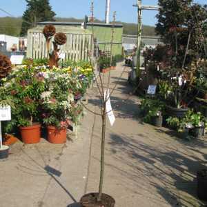 Prunus Triloba (80cm Clear Stem 4ltr.