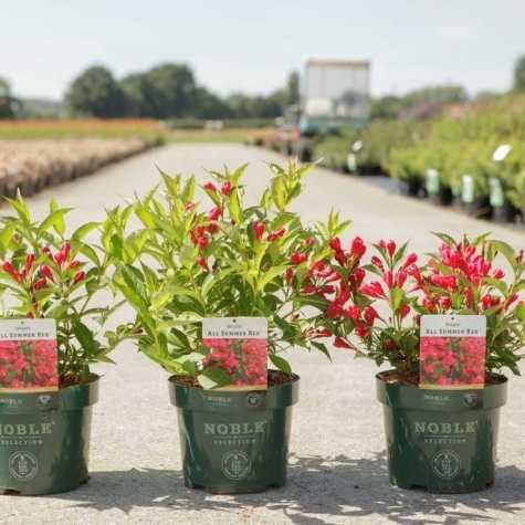 Weigela 'All Summer Red'