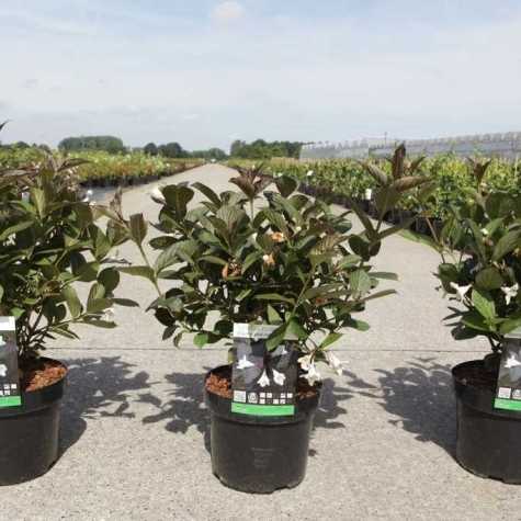 Weigela florida Ebony and Ivory