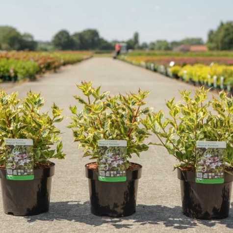 Weigela florida Magical Rainbow