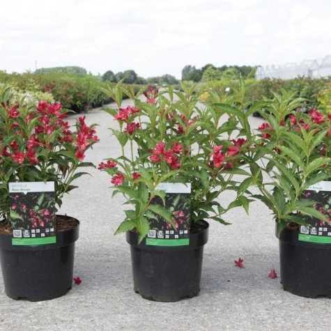 Weigela Florida NAIN ROUGE