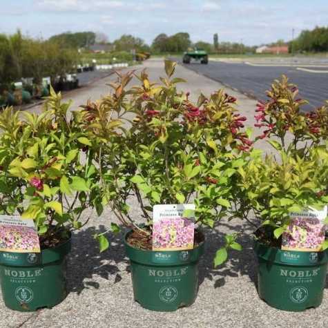 Weigela Florida Princess Ayla