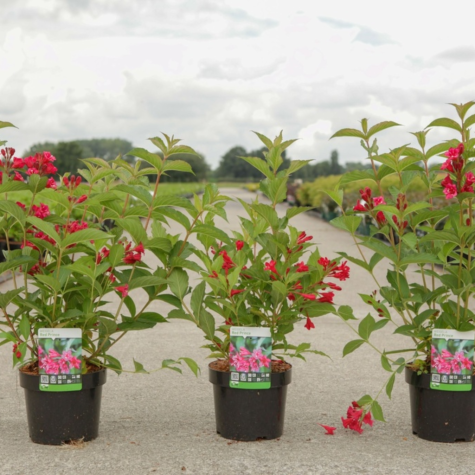 Weigela Florida Red Prince