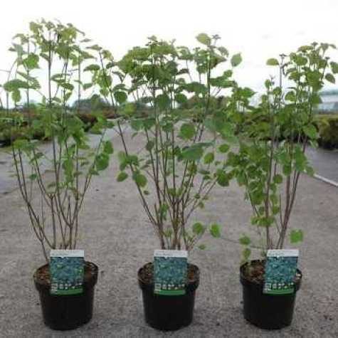 Viburnum dentatum BLUE MUFFIN 'Christom'