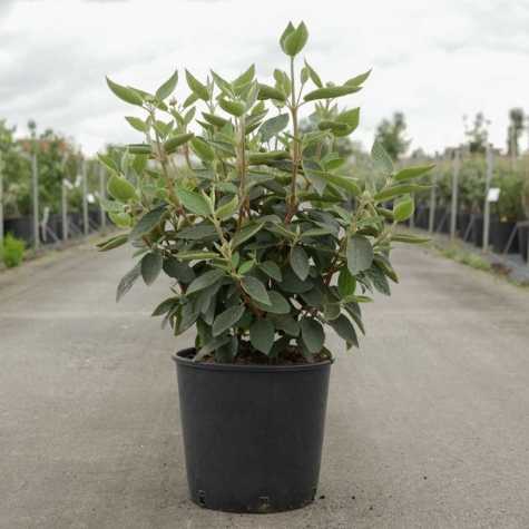 Viburnum lantana 'Mohican'